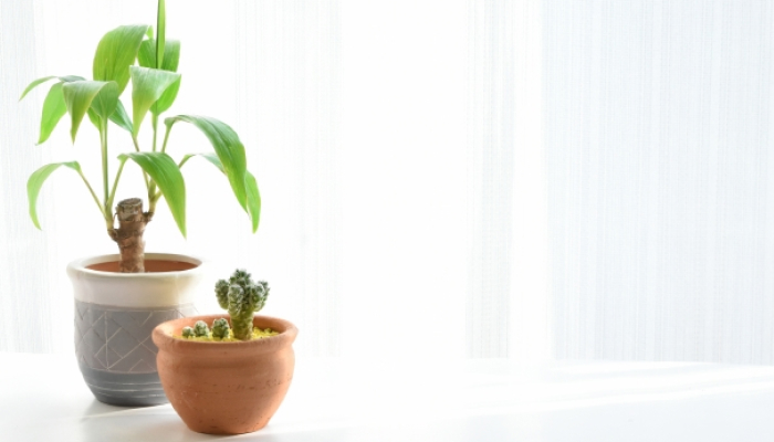 鉢植え