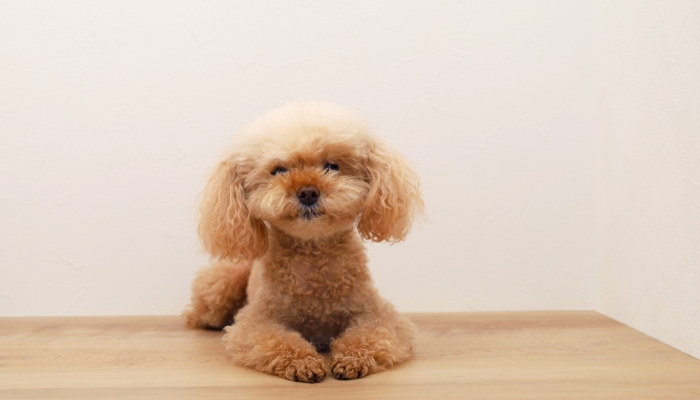 犬